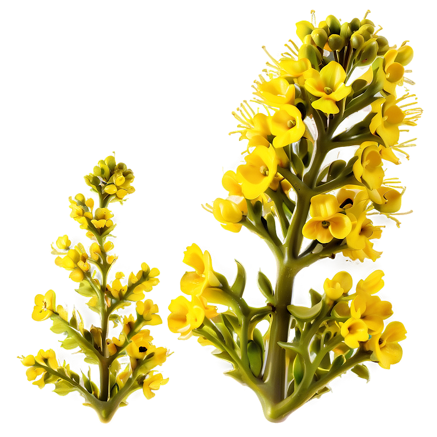 Mustard Plant Png Wtx11