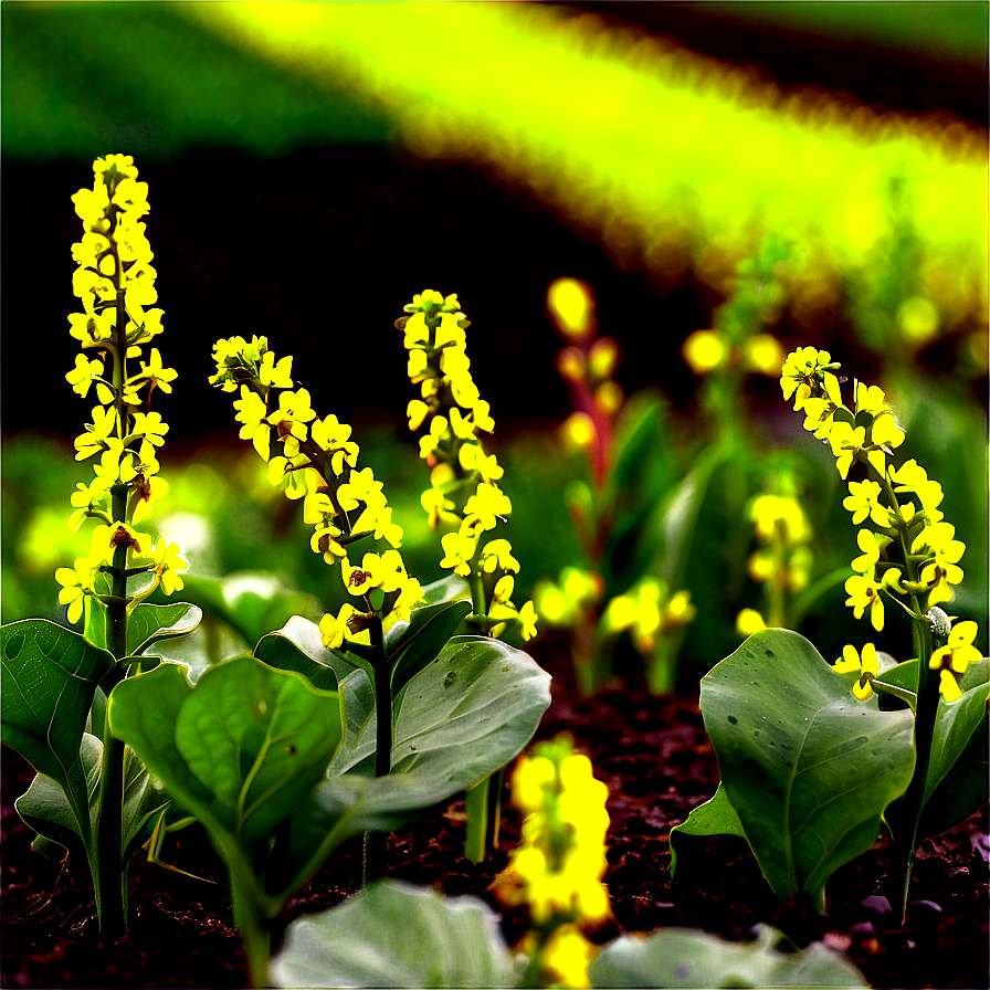 Mustard Seed Field Png 05242024