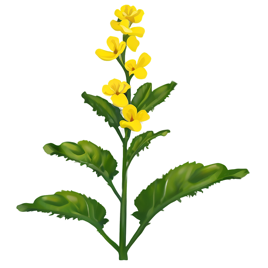 Mustard Seed Flower Png Khh92