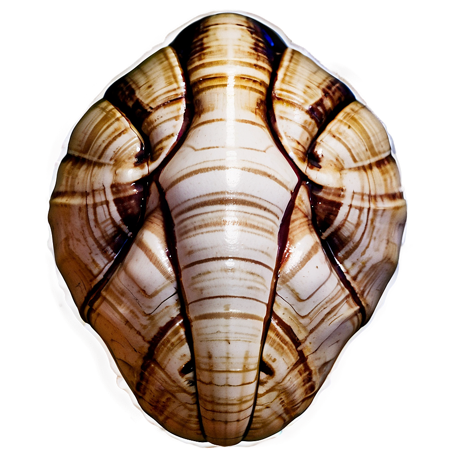 Mysterious Ancient Shell Png 05212024