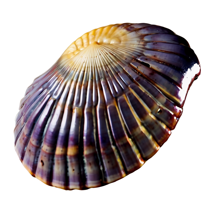 Mysterious Ancient Shell Png Ejd71