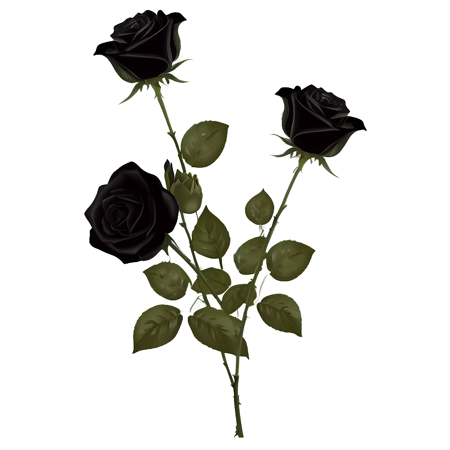 Mysterious Black Roses Png Abj