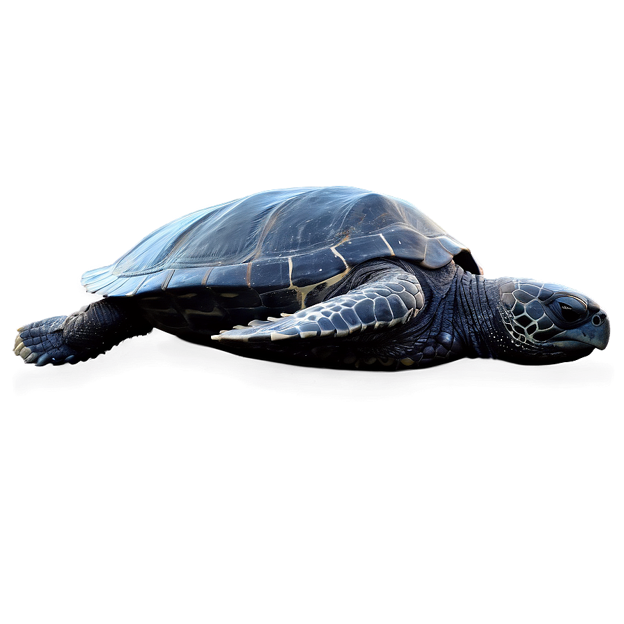 Mysterious Leatherback Turtle Png 06292024