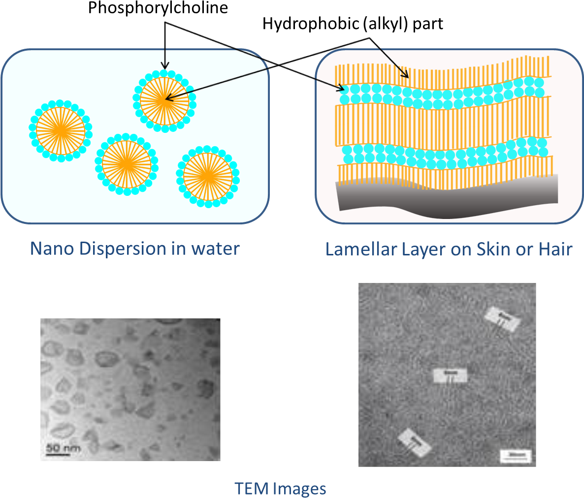 Nanoparticle Dispersionand Lamellar Structure Explanation