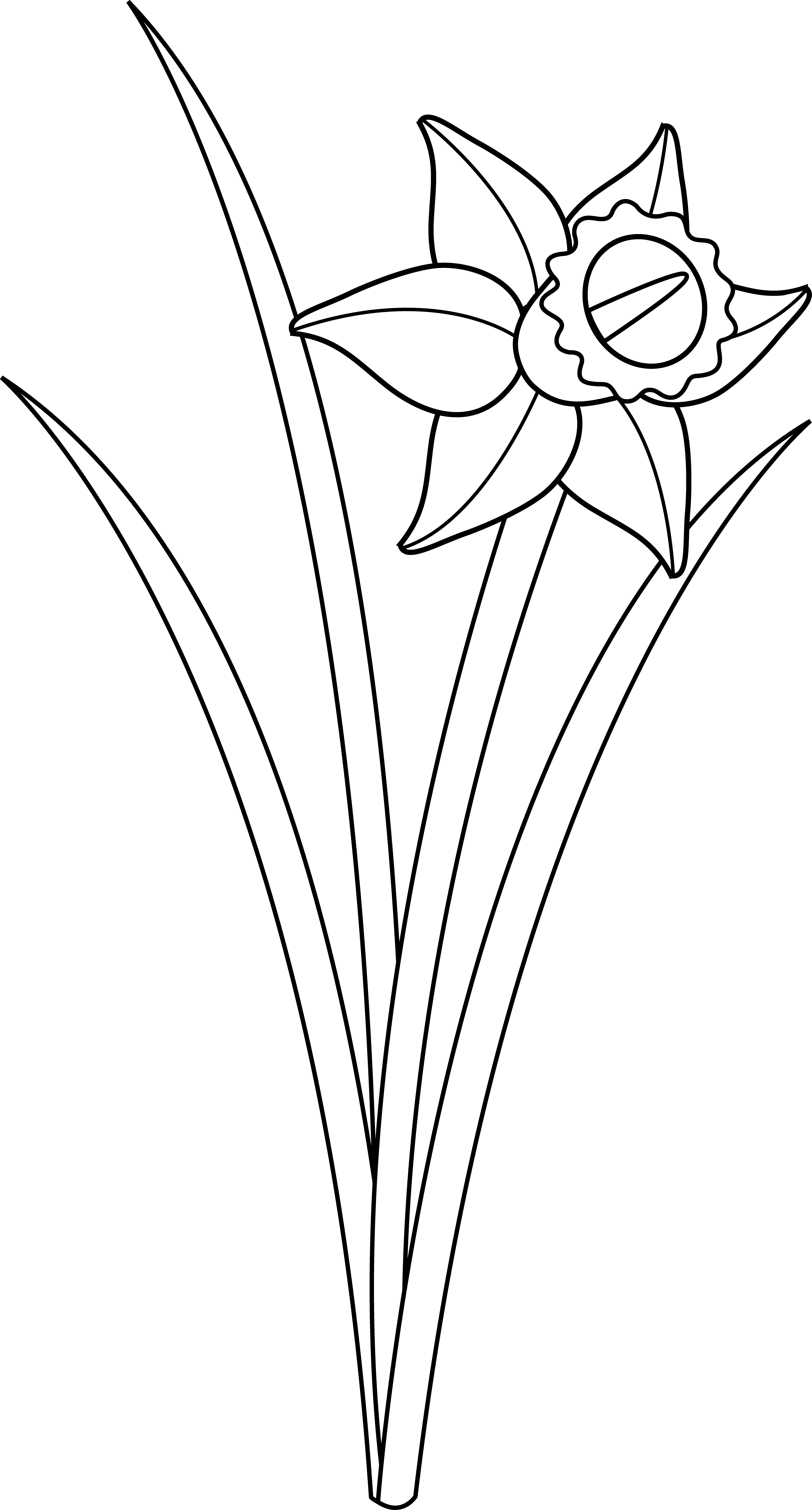 Narcissus Flower Line Art