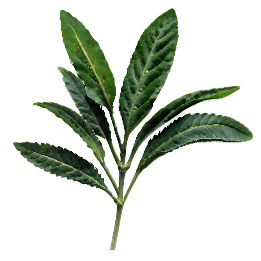 Native Herb Png 06272024