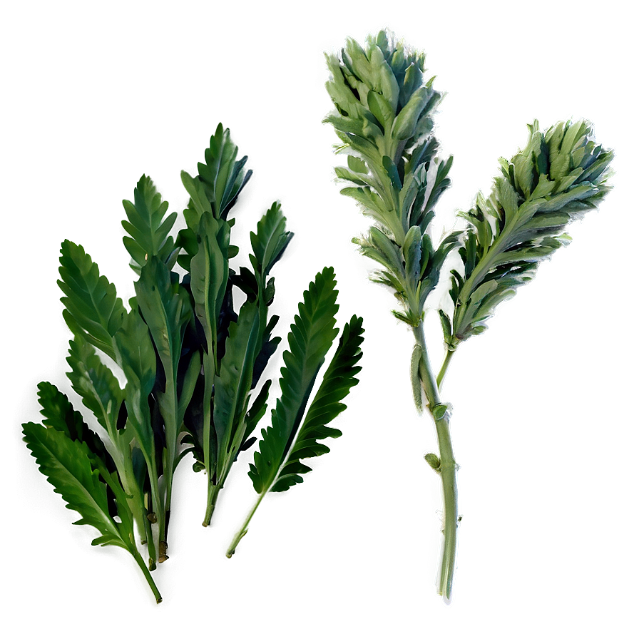 Native Herb Png Muv24