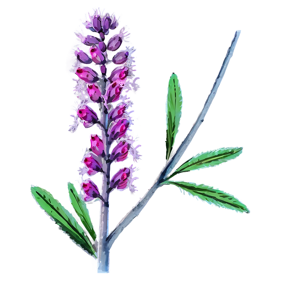 Native Plant Png Ael