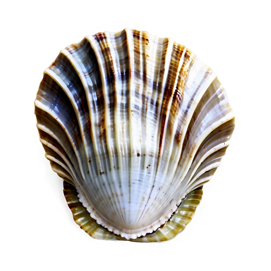 Natural Clam Shell Png Sod97