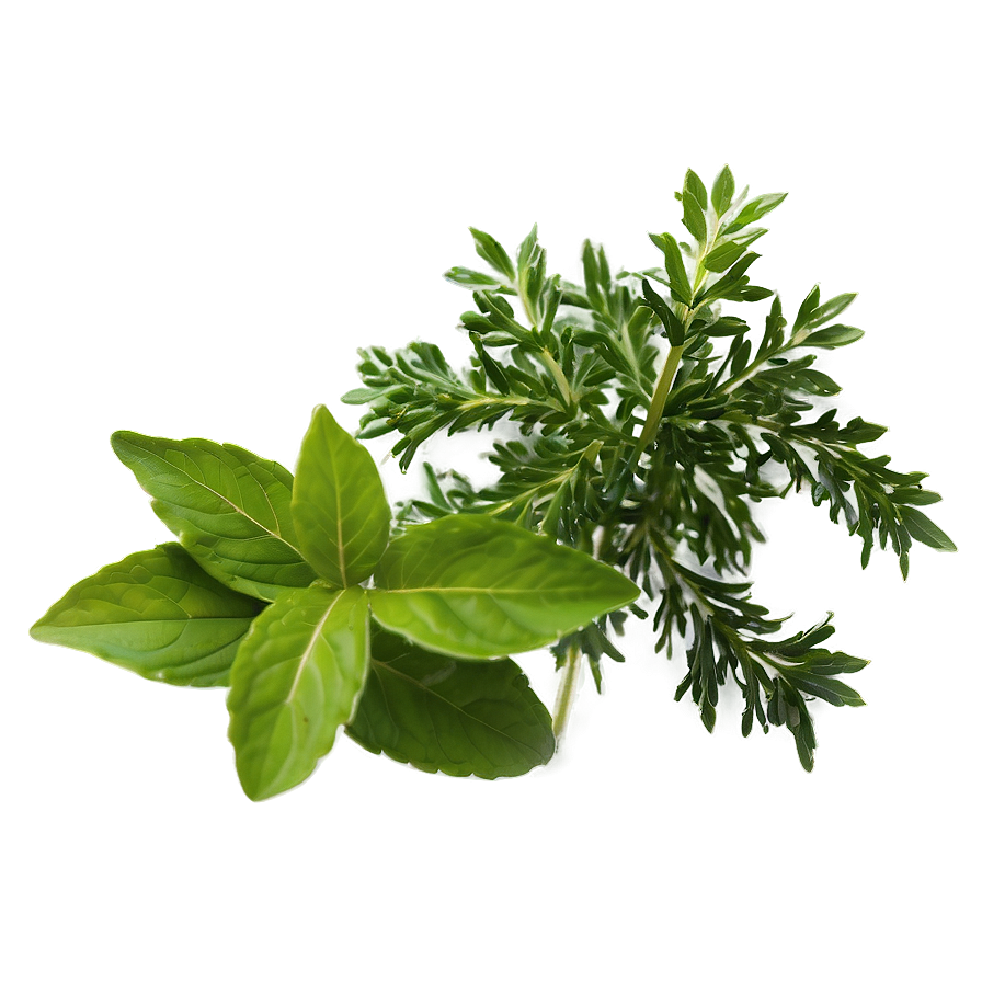 Natural Herb Png Fur50