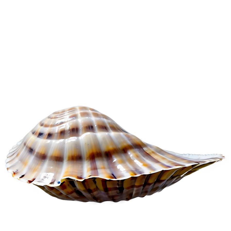 Nautical Clam Shell Png 06292024