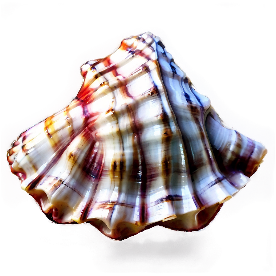 Nautical Conch Shell Png Puf80