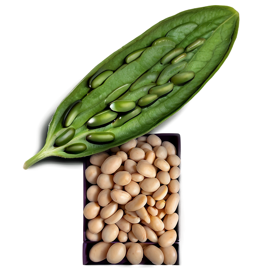 Navy Beans Png 6