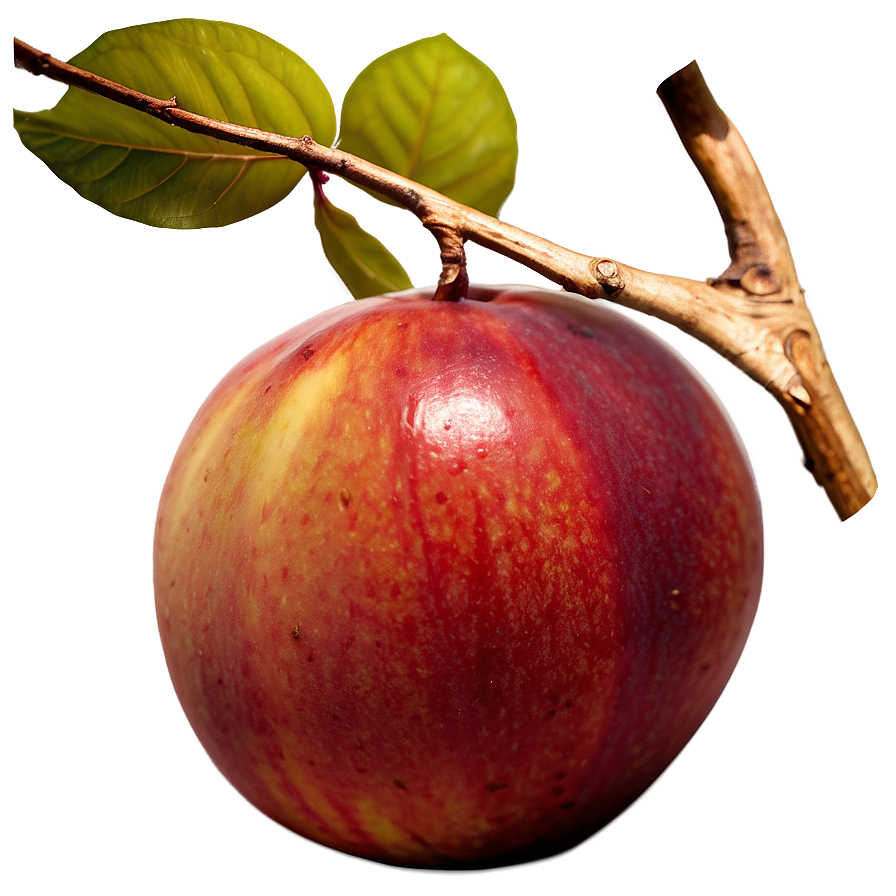 Nectarine Art Png Joa