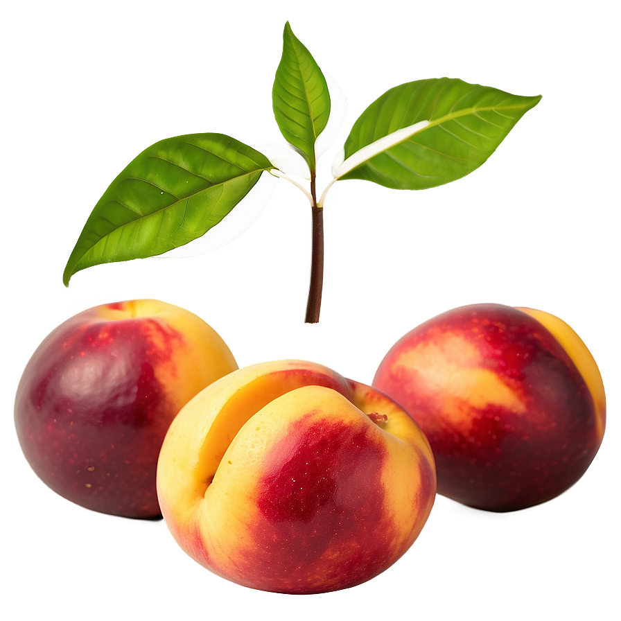 Nectarine Culinary Png 06252024