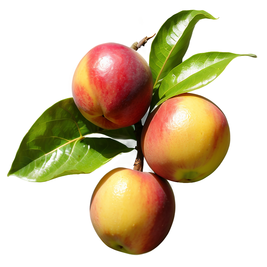 Nectarine On Tree Png 47