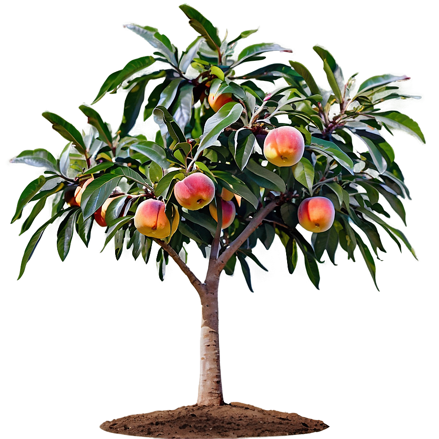 Nectarine Tree Png 59