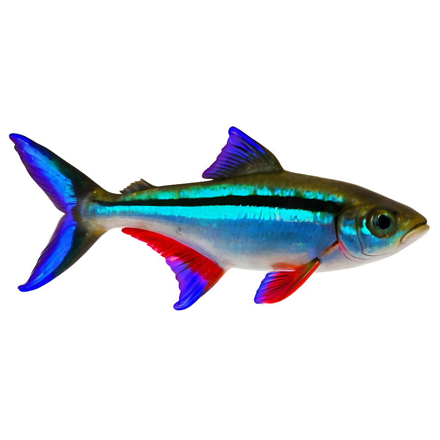 Neon Tetra Fish Transparent Png 05262024