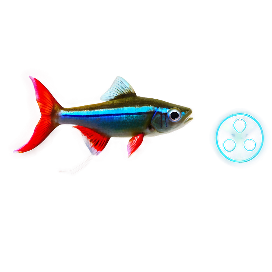 Neon Tetra Fish Transparent Png Bfe44