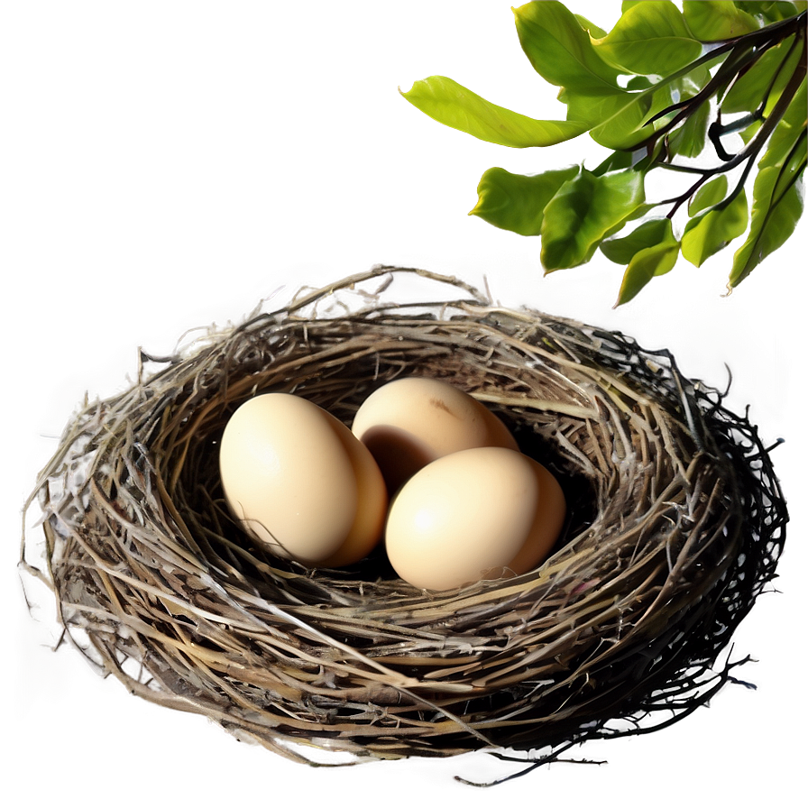 Nest In Spring Png 05252024