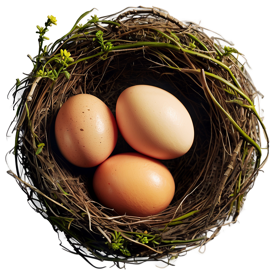 Nest With Eggs Png 12