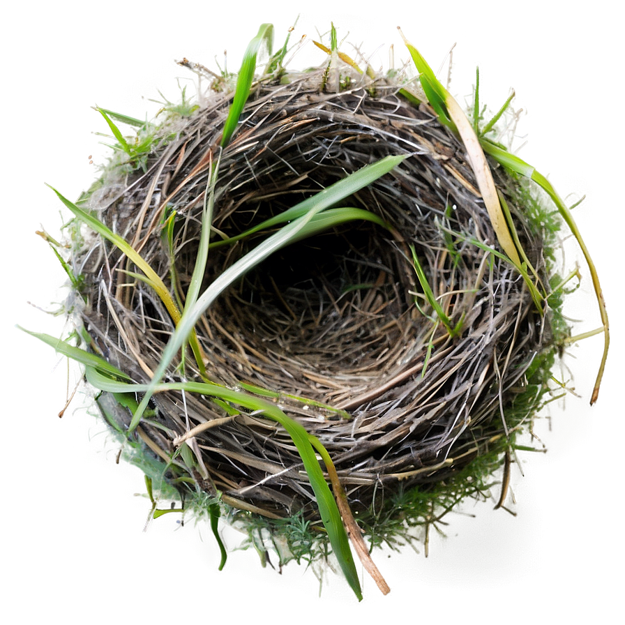 Nest With Morning Dew Png 20