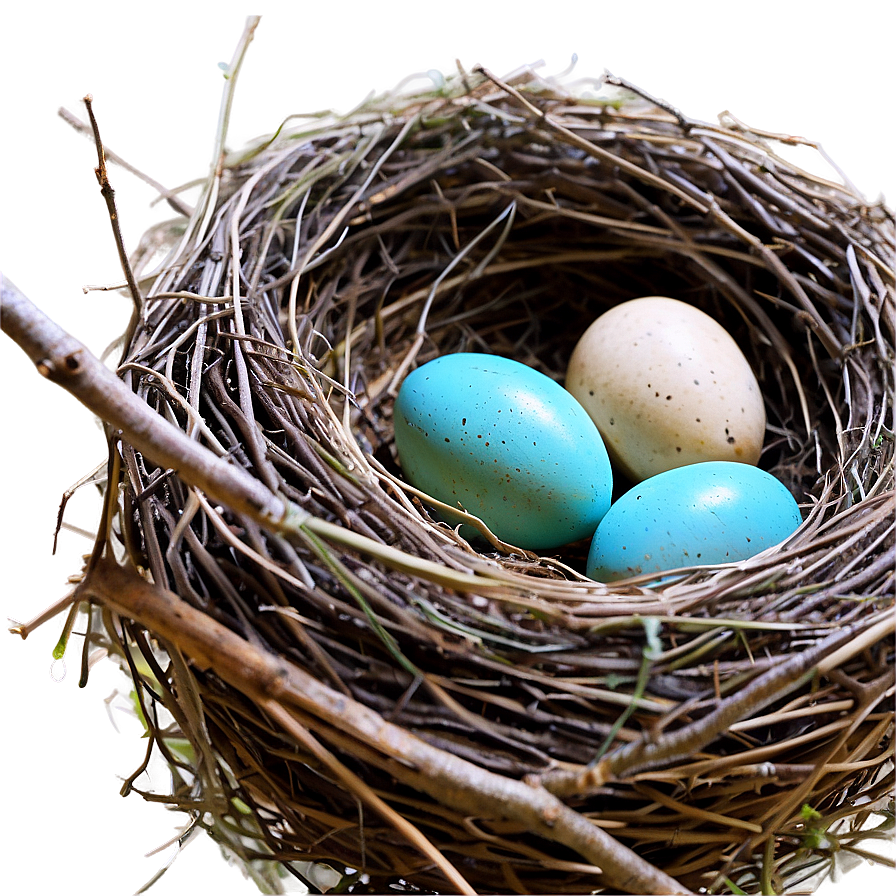 Nest With Robin Eggs Png Pho