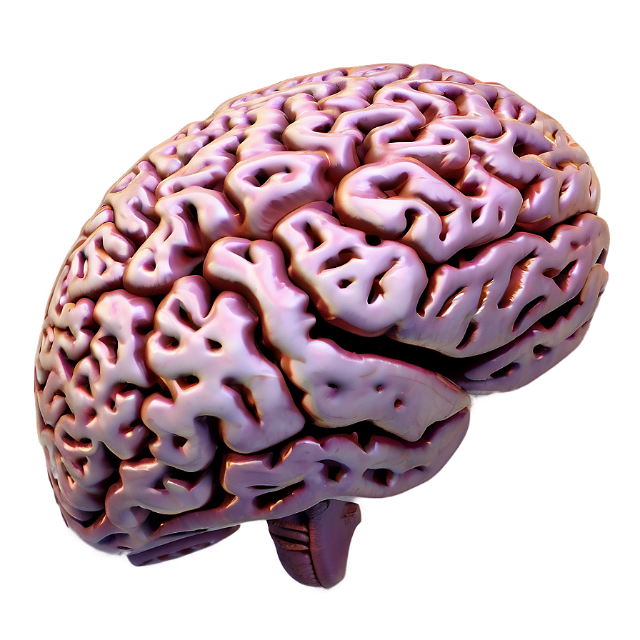 Neuroscience Brain Png 71