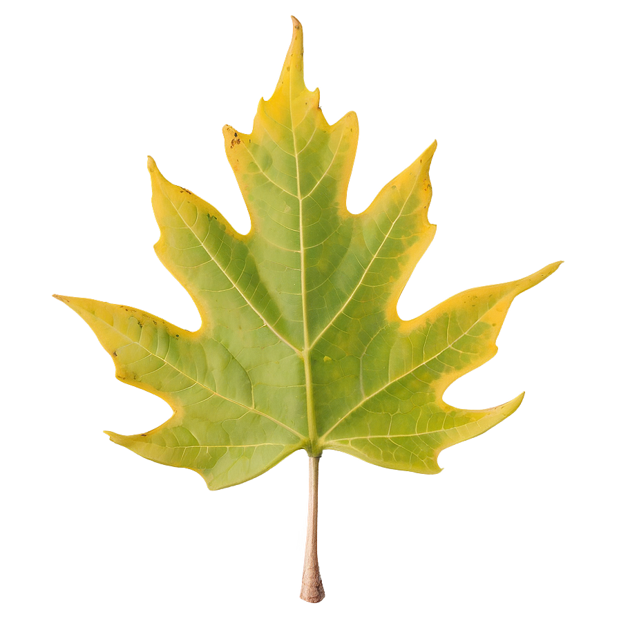 New York State Tree Sugar Maple Png Gmd