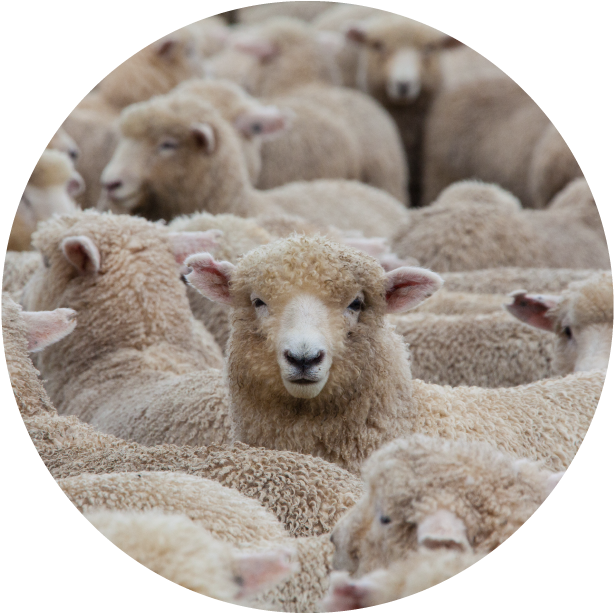 New Zealand Sheep Flock Circle
