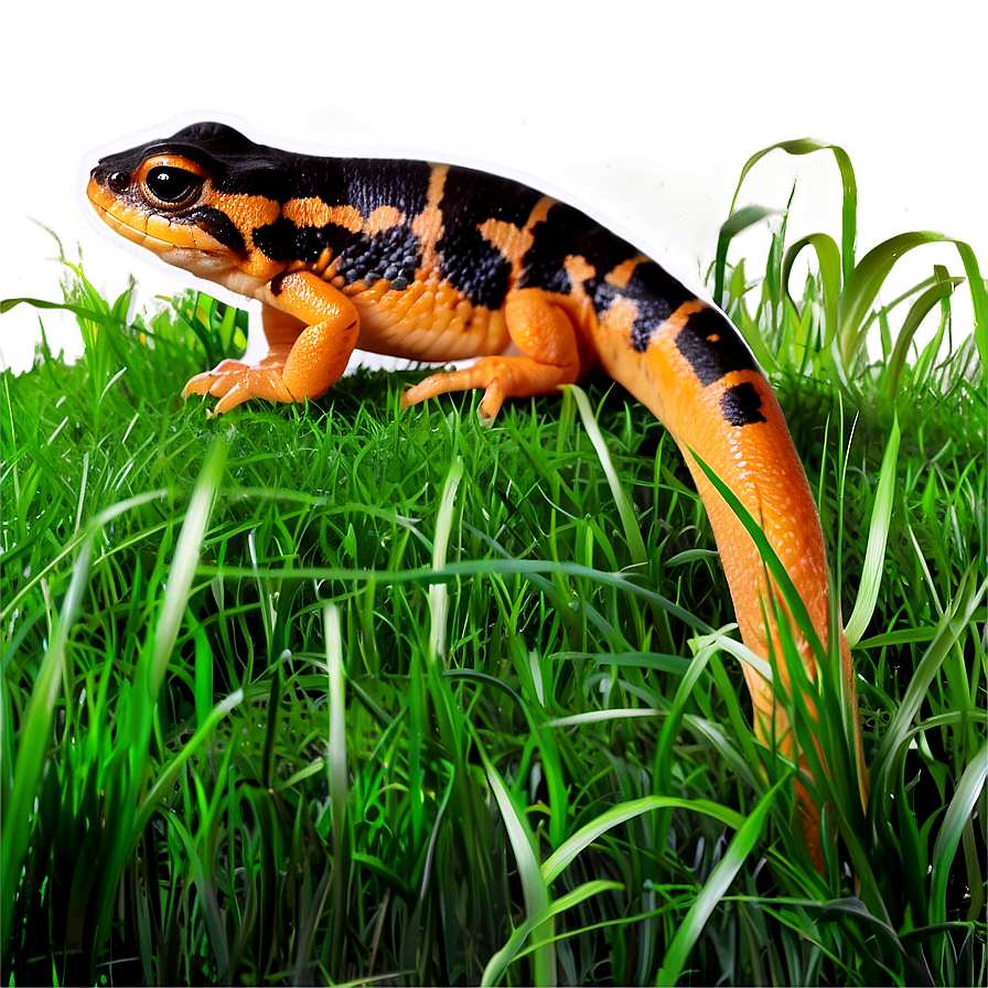 Newt In Grass Png 24