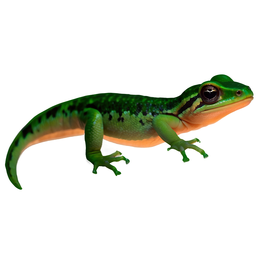 Newt On Leaf Png 06242024