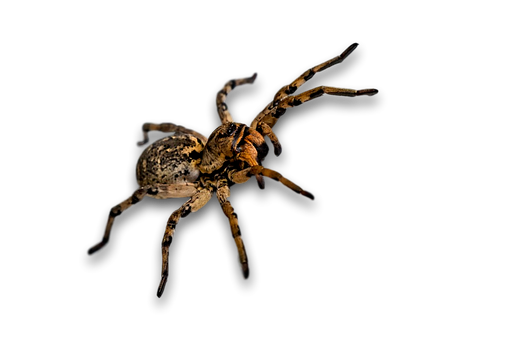 Night Prowler Spider