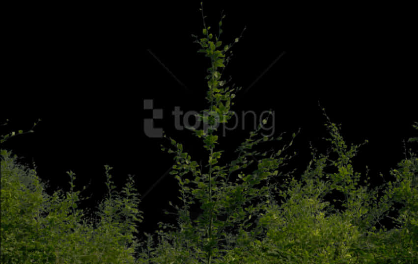 Nighttime Bushes Transparent Background