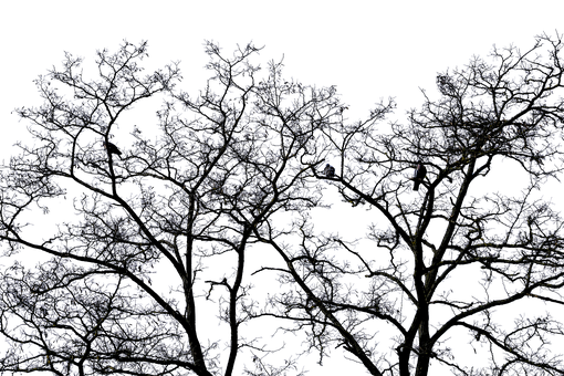 Nighttime Silhouetteof Trees