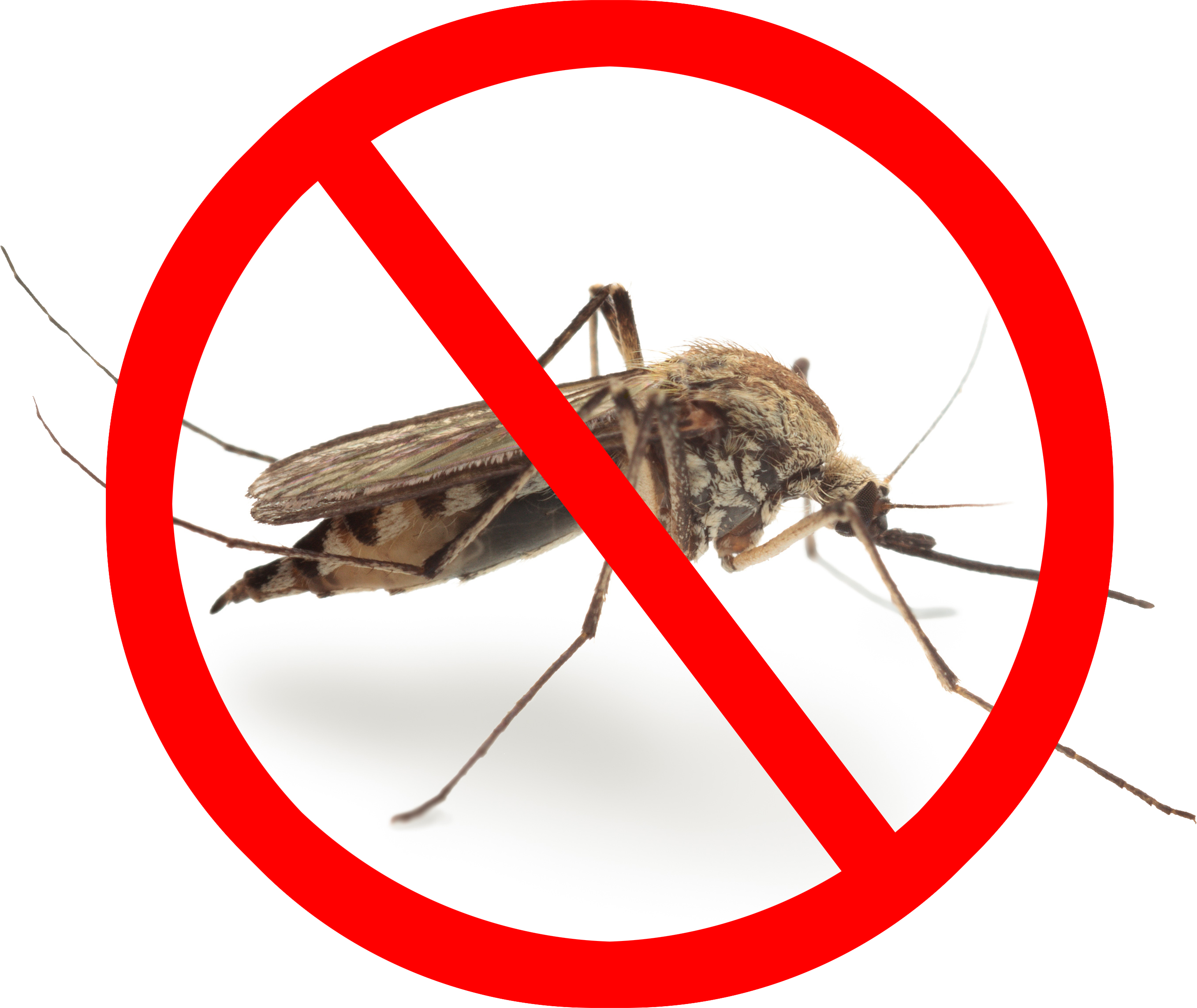 No Mosquito Sign