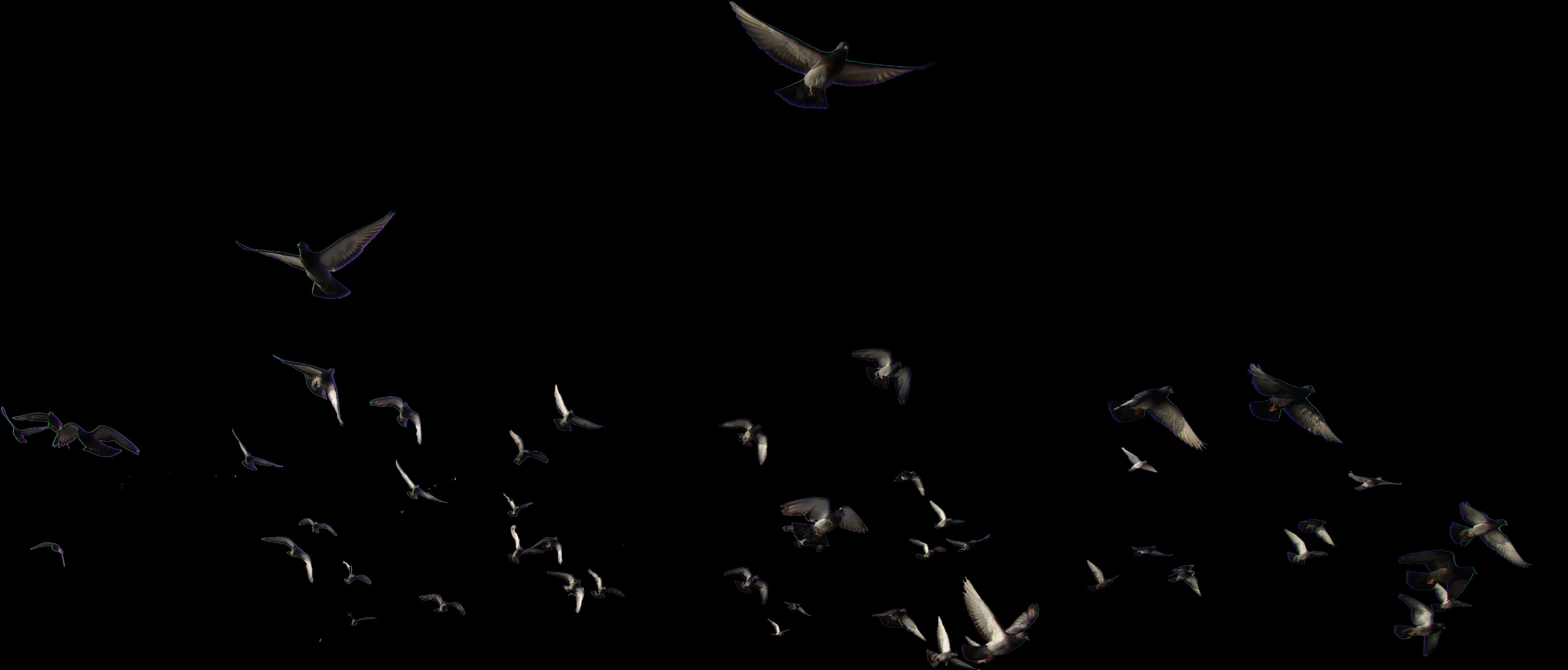 Nocturnal_ Flight_of_ Birds