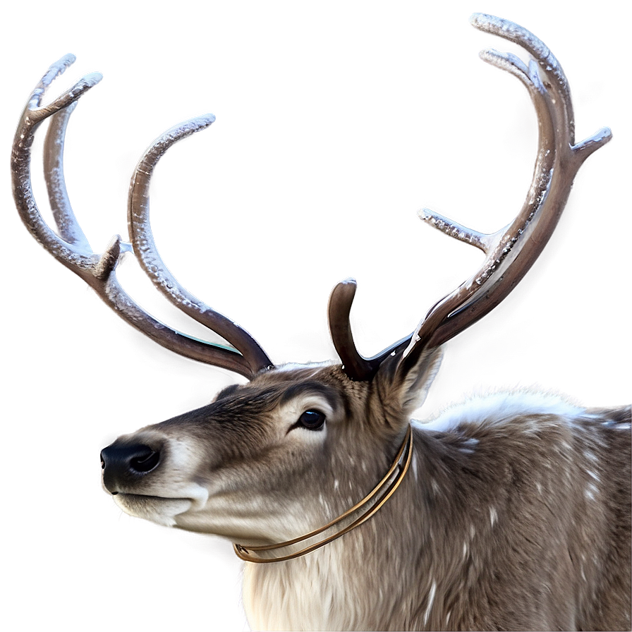 Nordic Reindeer Png 05212024