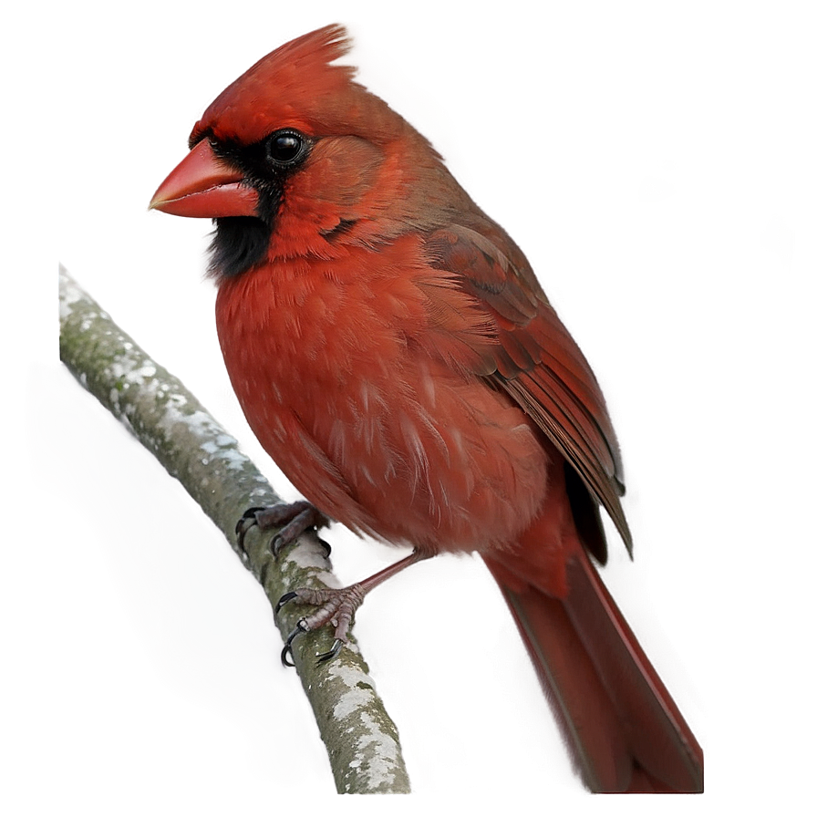 Northern Cardinal Png Gjq