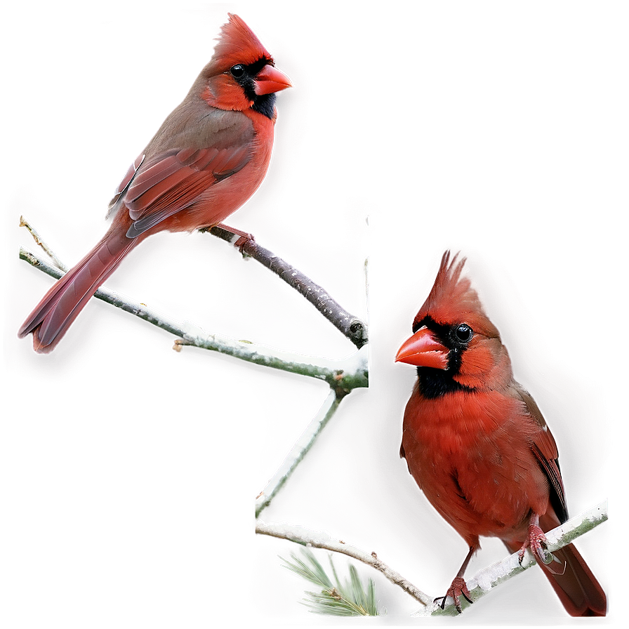 Northern Cardinal Png Kal4