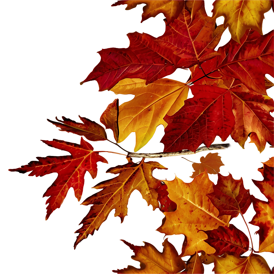 Oak And Maple Fallen Leaves Png 16