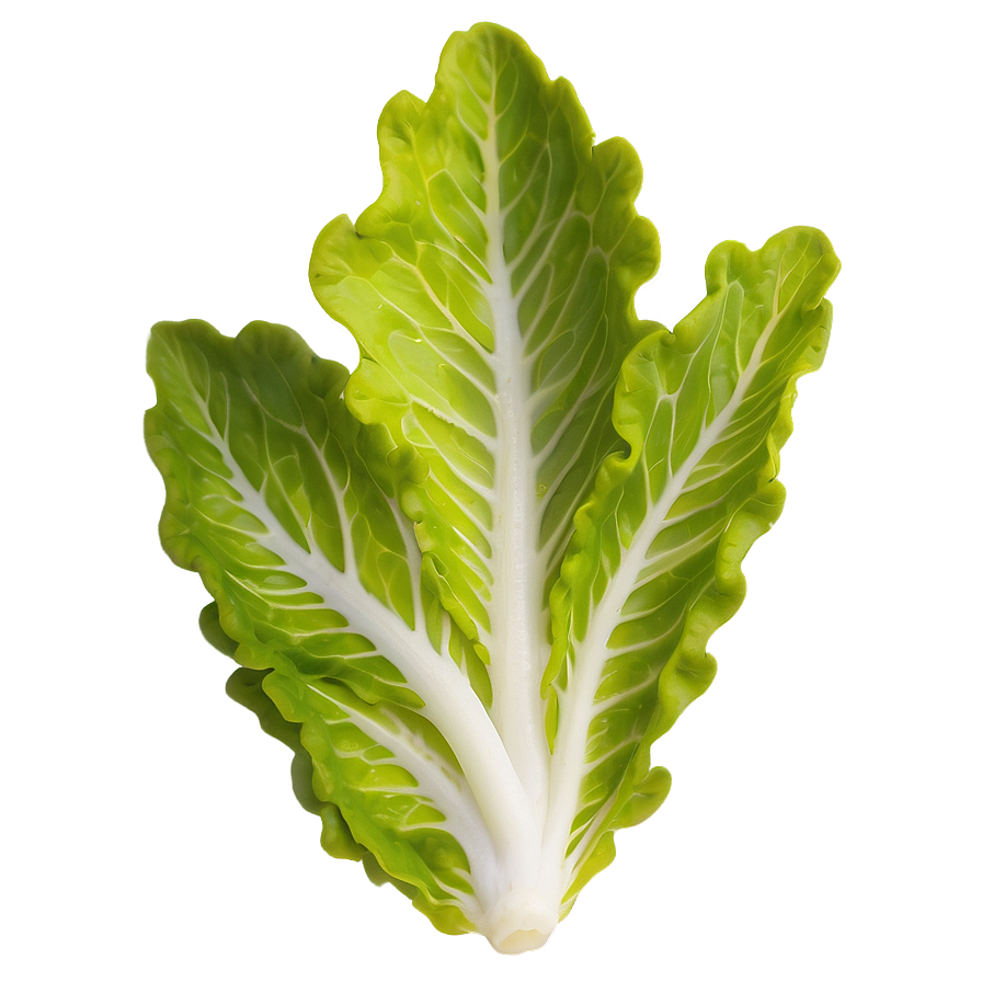 Oak Leaf Lettuce Png Ycr83