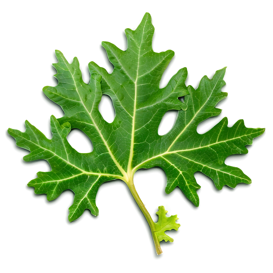 Oak Leaf Veins Png 97