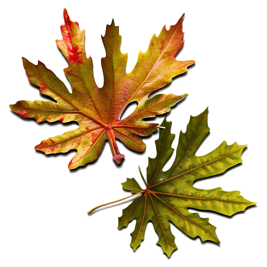 Oak Leaves Autumn Png 75