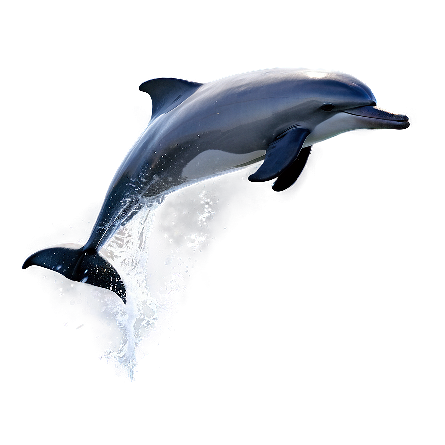 Ocean Dolphin Jump Png Dyt89