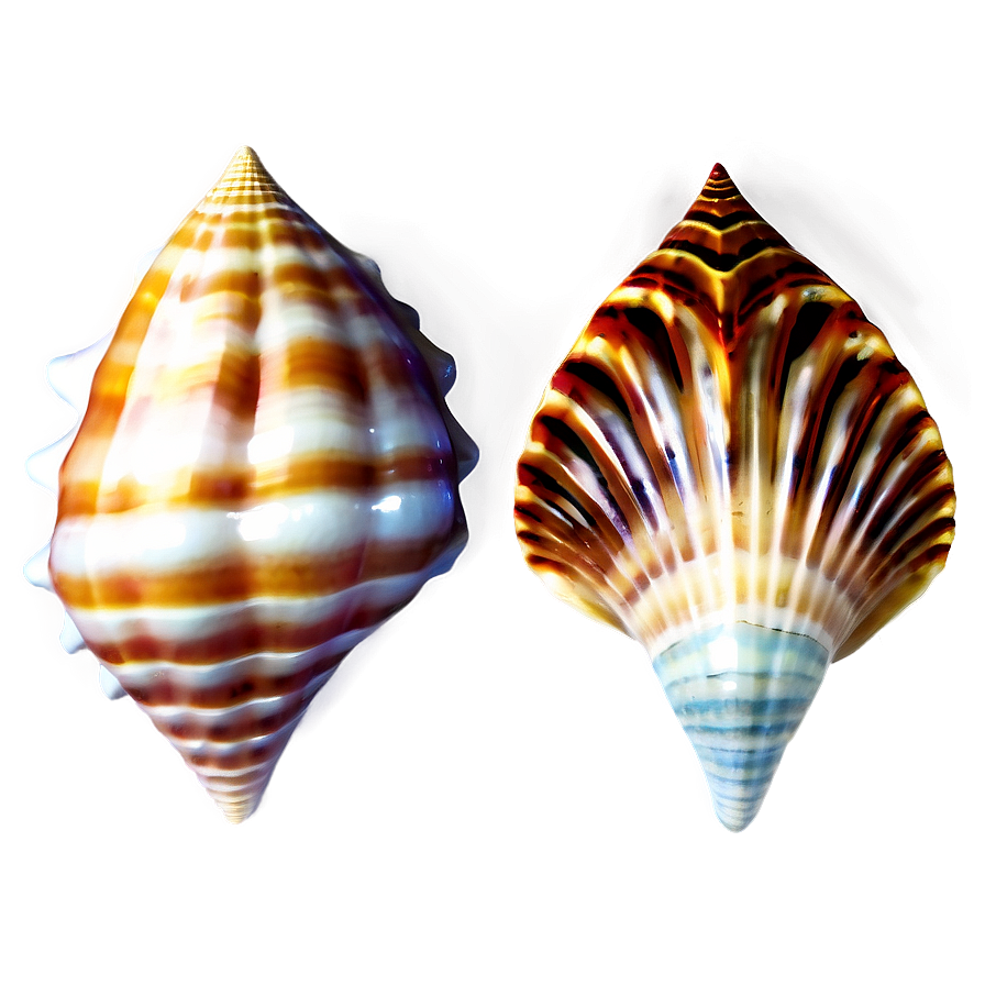 Ocean Seashell Collection Png 05212024
