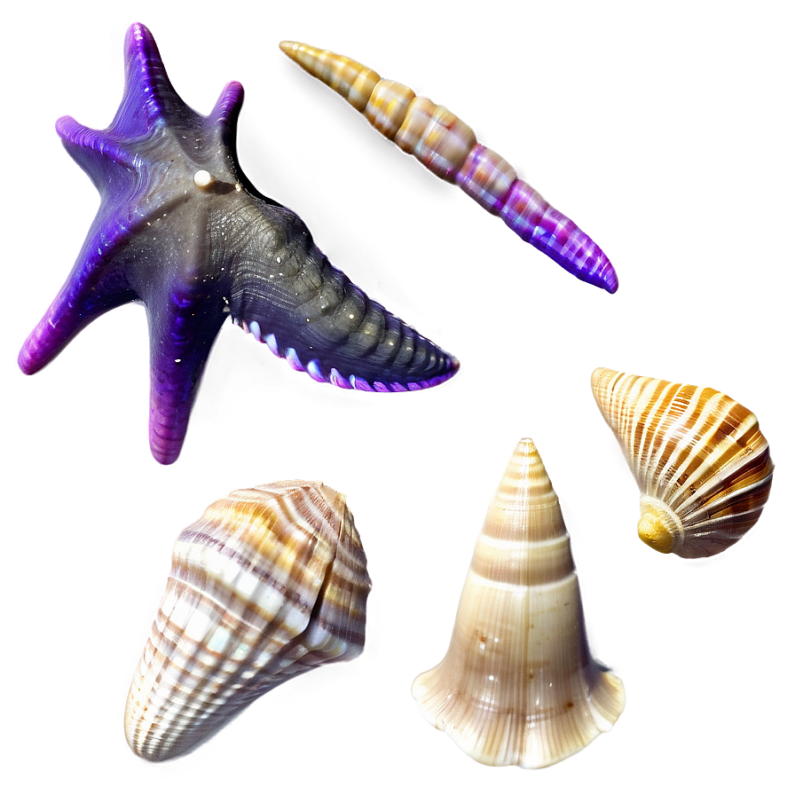Ocean Seashell Collection Png Gxq62