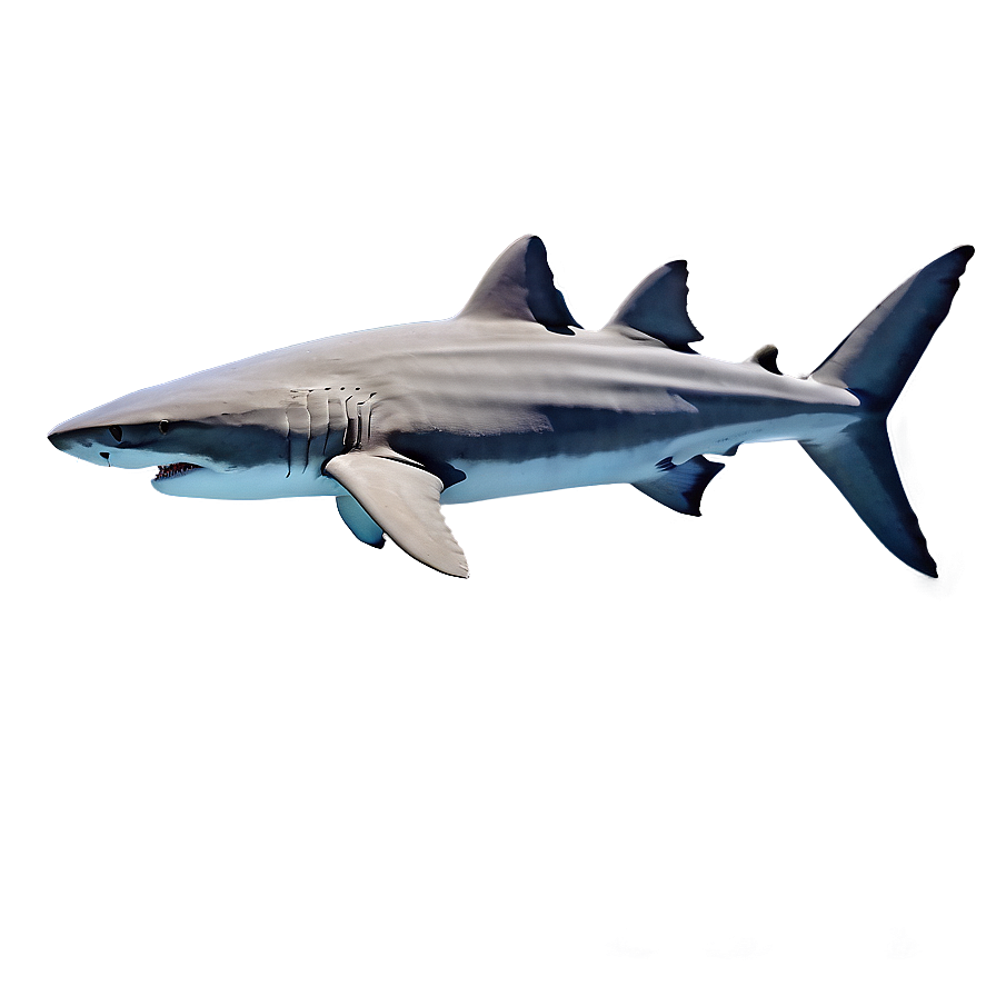 Ocean Shark Encounter Png 05212024