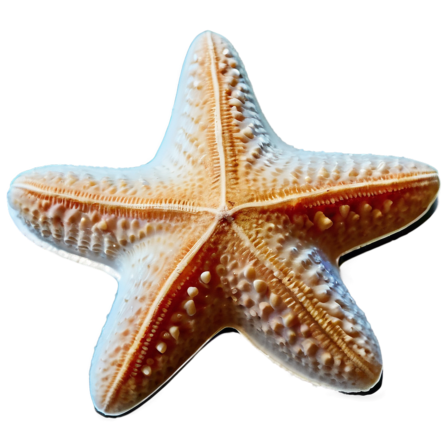 Ocean Starfish Sandy Png 76