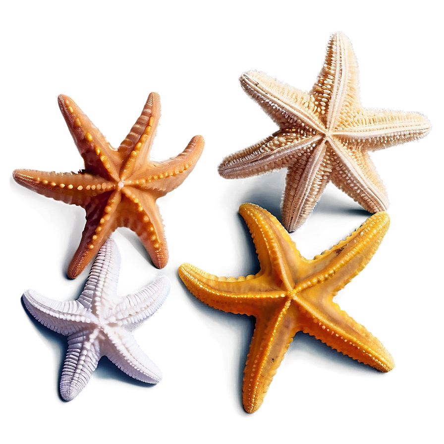 Ocean Starfish Sandy Png Fgt